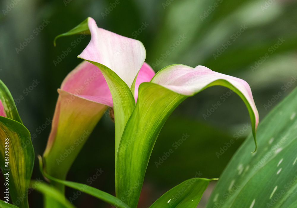 Obraz premium Beautiful flowers of pink zantedeschia