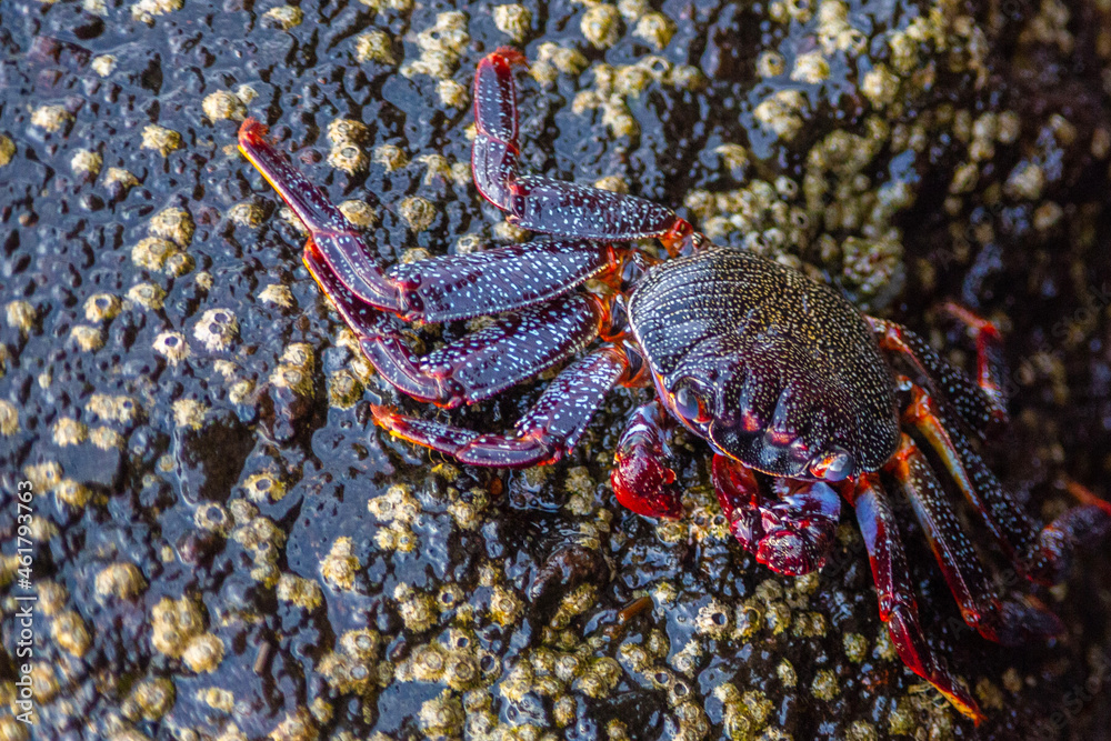 Crab yarn and knitting needles