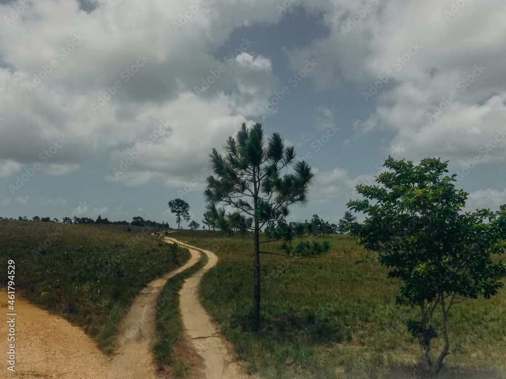 Dirt road winding through open field with tall green trees Dirt road winding through open field with tall green trees