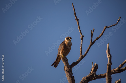 Australian Hobby perched in a tree. 