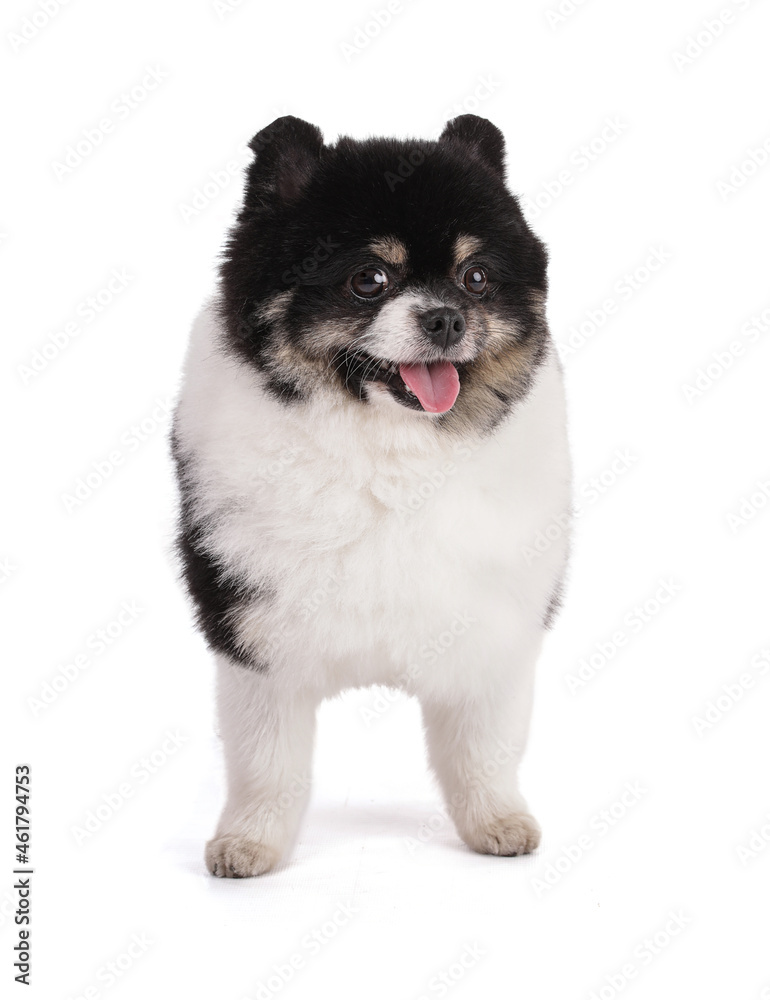 Obraz premium Portrait of a black and white dwarf Pomeranian