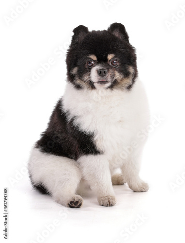 Portrait of a black and white dwarf Pomeranian