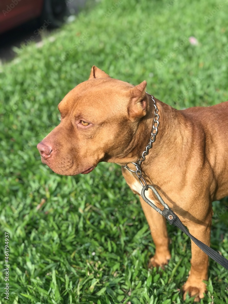 american staffordshire terrier american staffordshire terrier