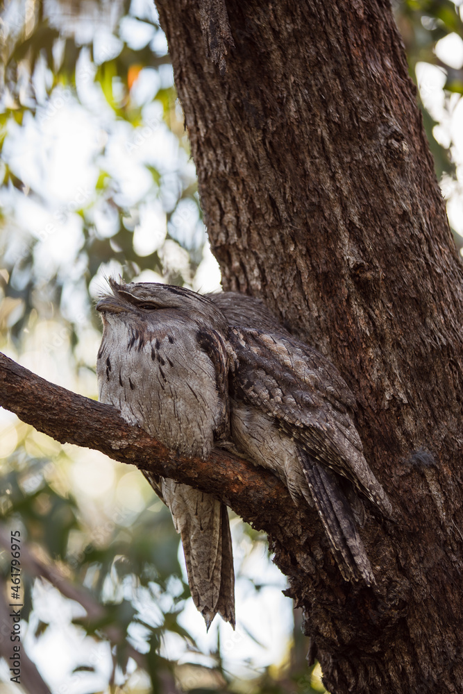 A pair of Tawny Frogmouth birds huddled together on a branch of a tree. A pair of Tawny Frogmouth birds huddled together on a branch of a tree.