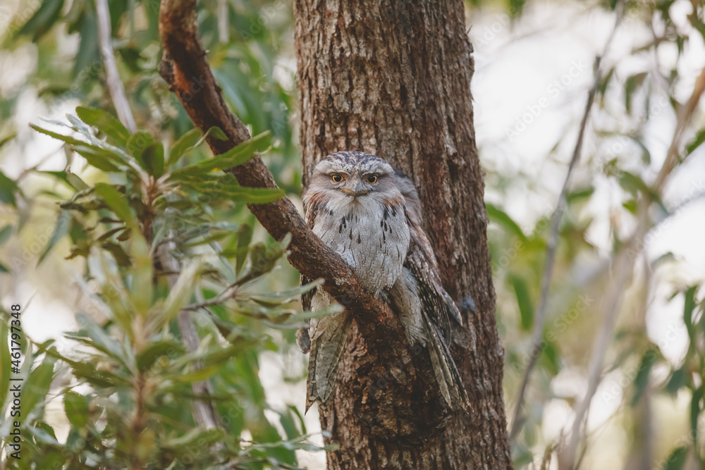 A pair of Tawny Frogmouth birds huddled together on a branch of a tree. A pair of Tawny Frogmouth birds huddled together on a branch of a tree.