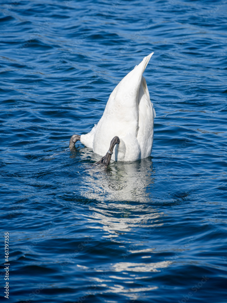 Naklejka premium Mute swan dabbling