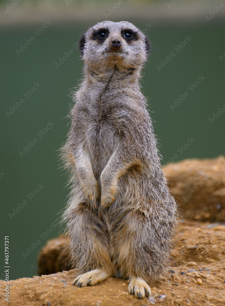 Fototapeta premium Meerkat standing up