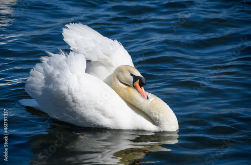 Mute swan swimming
