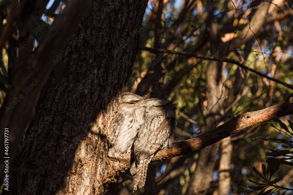 Obraz premium A pair of Tawny Frogmouth birds huddled together on a branch of a tree.