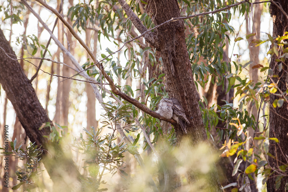 A pair of Tawny Frogmouth birds huddled together on a branch of a tree. A pair of Tawny Frogmouth birds huddled together on a branch of a tree.