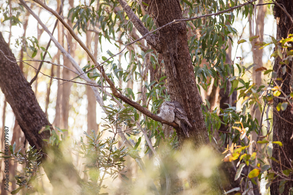 A pair of Tawny Frogmouth birds huddled together on a branch of a tree. A pair of Tawny Frogmouth birds huddled together on a branch of a tree.