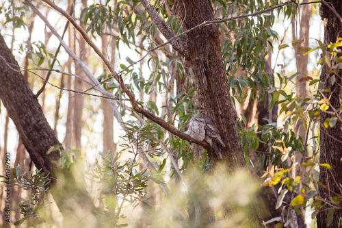 A pair of Tawny Frogmouth birds huddled together on a branch of a tree.