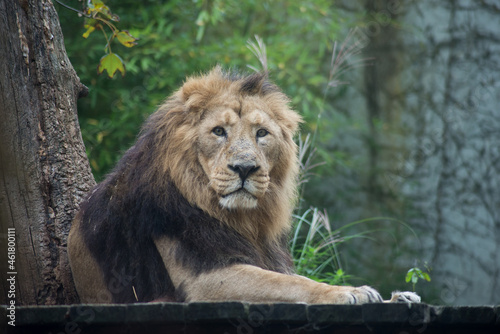 Portrait of male lion lying in a zoologic park
