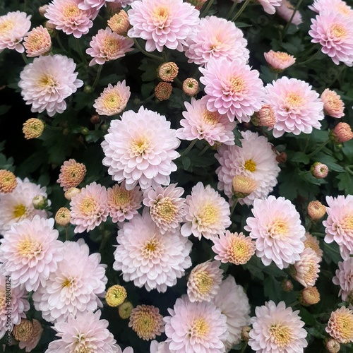 bouquet of flowers