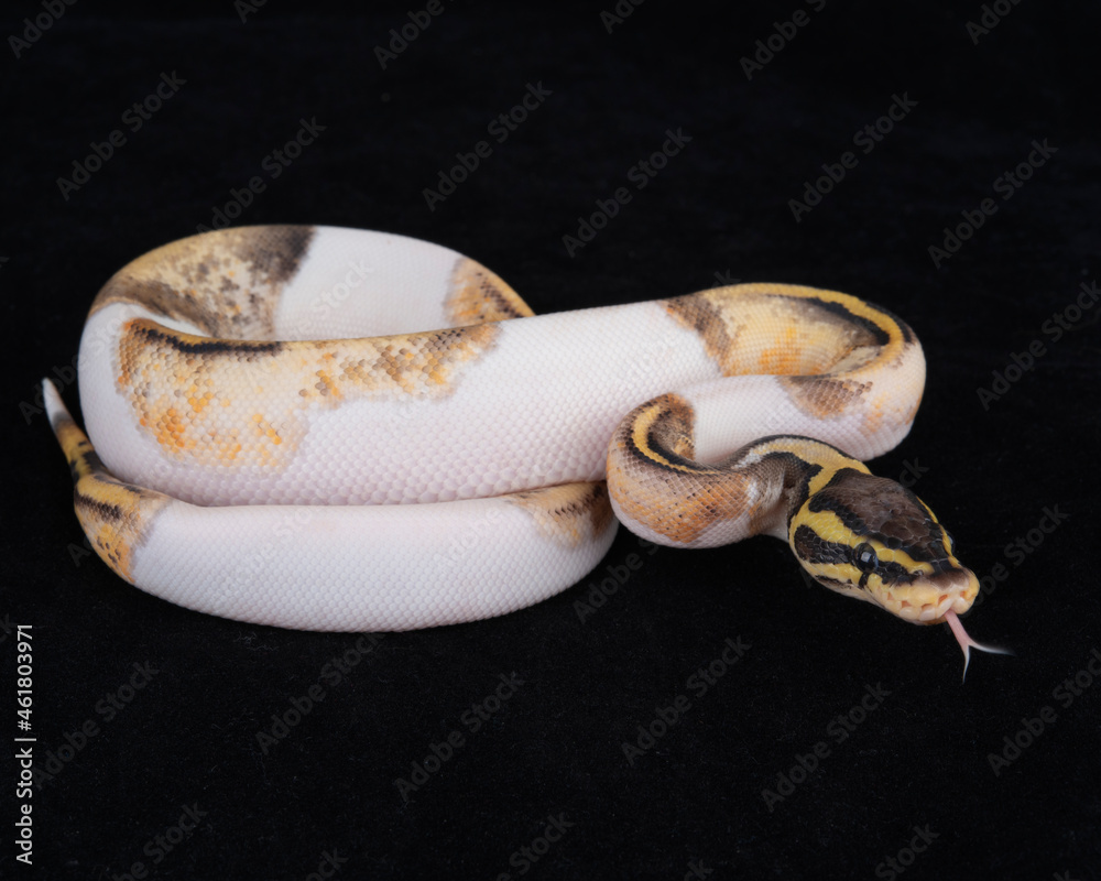 Captive Bred ball Python on Black background Captive Bred ball Python on Black background
