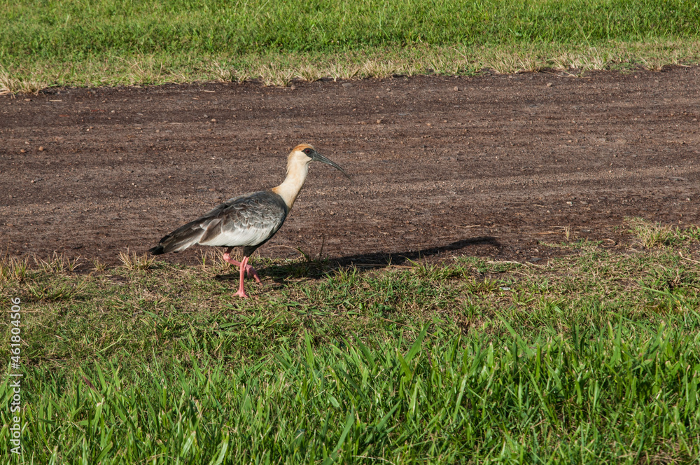 Fototapeta premium Corucaca strolling on the edge of a dirt road