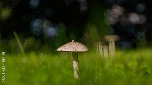 A white mushroom in a green grass.