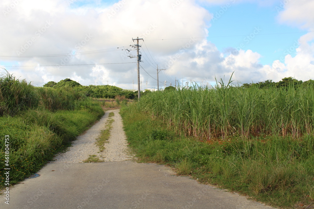 沖縄 真夏のサトウキビ畑と青空