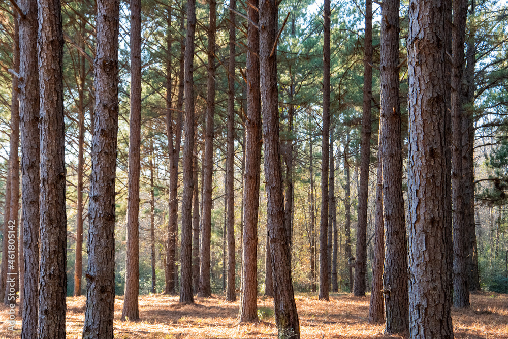 Tall pine trees in the woods with golden sunlight and blue sky ~INTO THE FOREST~ Tall pine trees in the woods with golden sunlight and blue sky ~INTO THE FOREST~