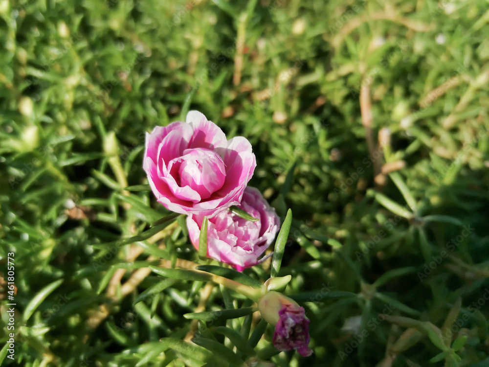Pink Moss-rose purslane flower, also called bombay silk flower, portulaca grandiflora, nine o'clock flower. In Indonesia, it's called krokot mawar Pink Moss-rose purslane flower, also called bombay silk flower, portulaca grandiflora, nine o'clock flower. In Indonesia, it's called krokot mawar