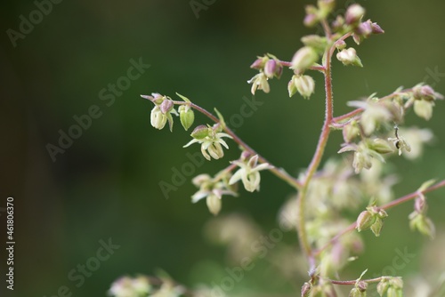 Jpanese hop (Humulus japonicus) flowers. Cannabaceae dioecious annual vine plants. The flowering season is from September to October, and male flowers are the cause of autumn pollinosis. 