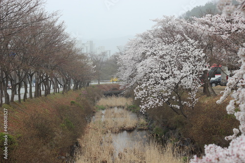 Trees with white cherry flowers with lovely scenic view