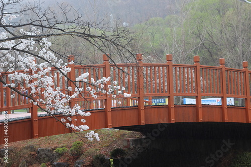 Trees with white cherry flowers with lovely scenic view