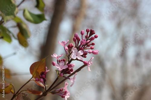 Blossoming white cherry flowers with green leaves