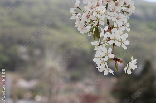 Blossoming white cherry flowers with green leaves