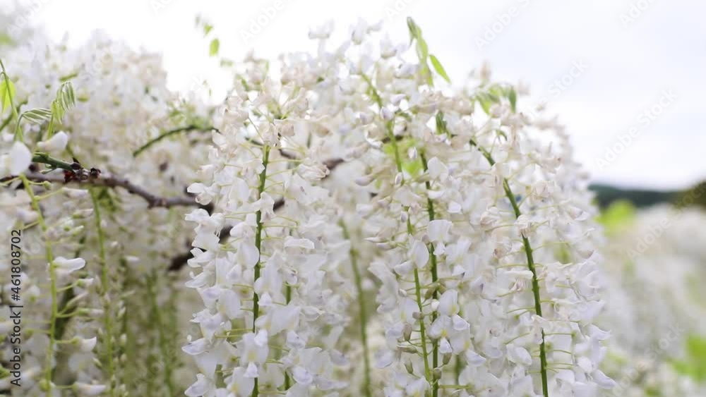 Ashikaga Flower Park Ashikaga Flower Park