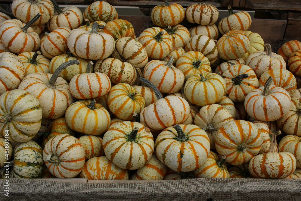 Variety of Pumpkins in Fall, MA, USA Variety of Pumpkins in Fall, MA, USA
