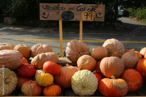 Variety of Pumpkins in Fall, MA, USA photo