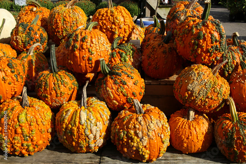 Variety of Pumpkins in Fall, MA, USA photo