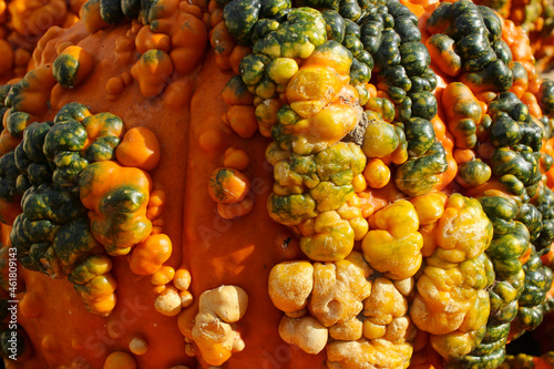 Variety of Pumpkins in Fall  MA  USA