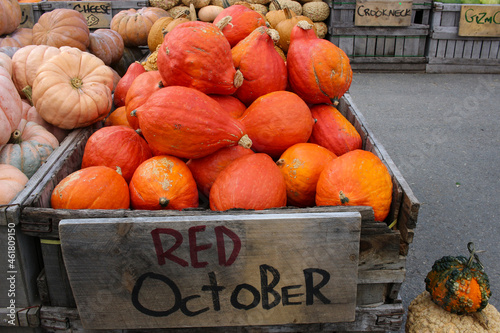 Variety of Pumpkins in Fall, MA, USA photo