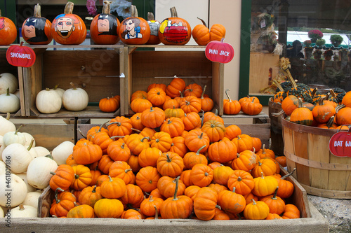 Variety of Pumpkins in Fall, MA, USA photo