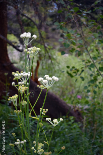 Ranger's Buttons, Button Parsley, Woolyhead Parsnip flowers growing in a meadow near Bishop, CA