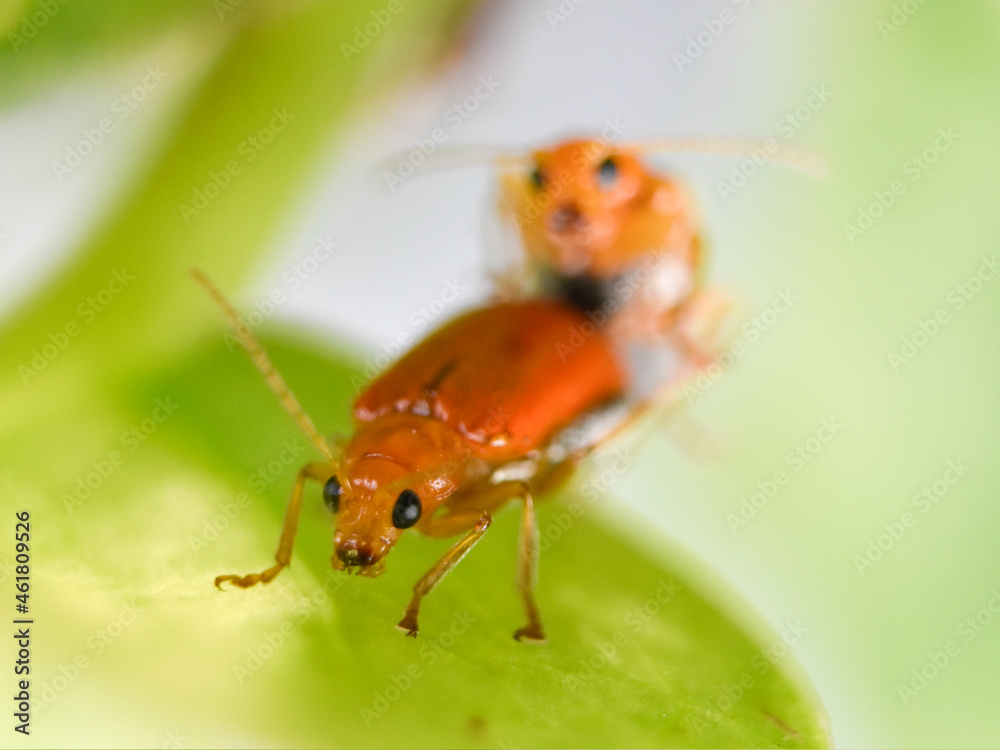 Closeup of orange bugs mating on the leaf Closeup of orange bugs mating on the leaf