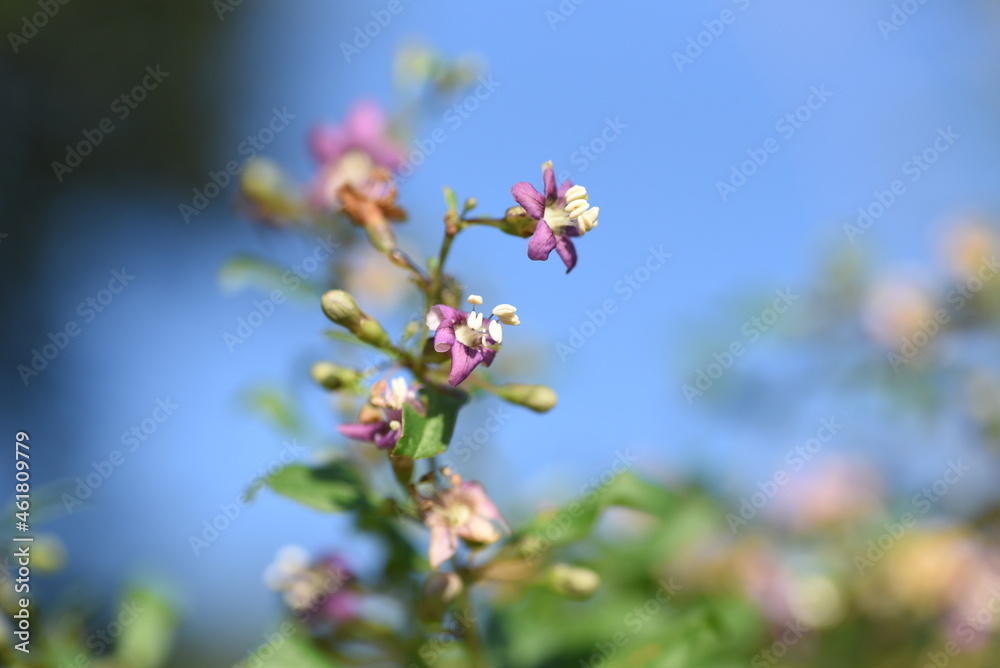Lycium barbarum flowers. Solanaceae deciduous shrub. Light purple flowers bloom from summer to autumn, and berries ripen red in autumn and are used for raw food, dried fruits and fruit liquor. Lycium barbarum flowers. Solanaceae deciduous shrub. Light purple flowers bloom from summer to autumn, and berries ripen red in autumn and are used for raw food, dried fruits and fruit liquor.