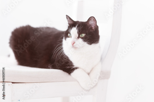 A black and white cat on a white background lies on a white pillow in a relaxed position, paws together. Breed European shorthair