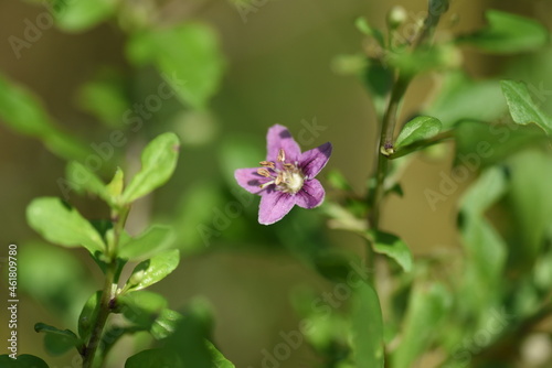 Lycium barbarum flowers. Solanaceae deciduous shrub. Light purple flowers bloom from summer to autumn, and berries ripen red in autumn and are used for raw food, dried fruits and fruit liquor. 