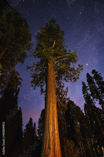 A Sequoia Tree