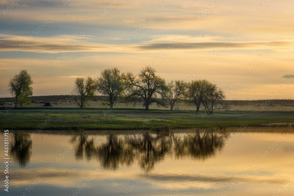 Trees on a lake Trees on a lake