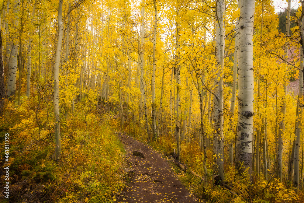 Obraz premium Aspen trail