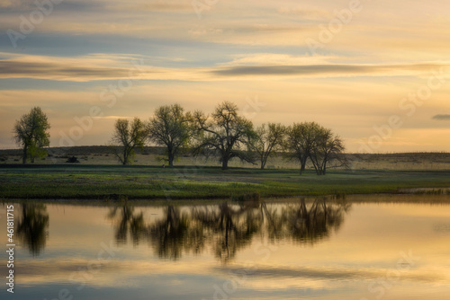 Trees on a lake