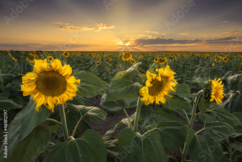 Sunflower field in Colorado