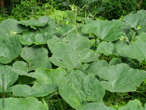Large green leaves of Pumpkin plant tree growing on ground, Leaf of ivy