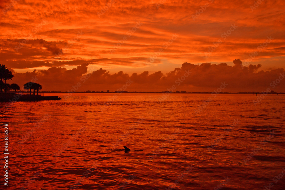 Sunset on the beach, ocean and dolphin 
