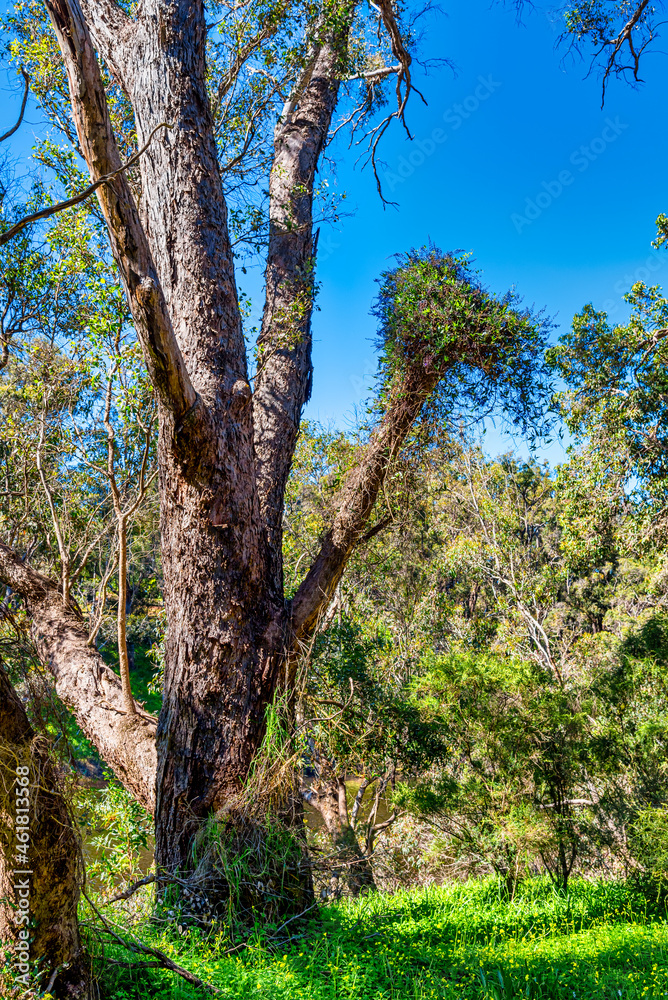 Obraz premium Trees and landscapes along the Blackwood River in the southwest of WA