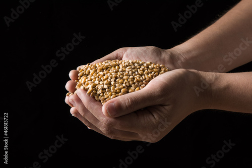 hand holding wheat grain on black background.